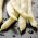 Fasola karłowa żółtostrąkowa – odmiana Galopka - 100 nasion