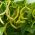 BIO Fasola szparagowa - Fructidor - Certyfikowane nasiona ekologiczne