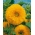 Słonecznik ozdobny wysoki – Sungold Tall - 80 nasion