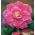Begonia Camellia - różowo-biała - 2 bulwy
