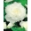 Begonia strzępiasta Fimbriata - biała - 2 bulwy