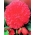 Begonia strzępiasta Fimbriata - różowa - 2 bulwy