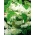 Begonia zwisająca, kaskadowa - biała - 2 bulwy