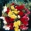 Begonia zwisająca, kaskadowa - kolorowy mix - 2 bulwy