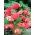 Begonia zwisająca, kaskadowa - różowa - 2 bulwy