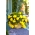 Begonia zwisająca, kaskadowa - żółta - 2 bulwy
