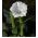 Bieluń surmikwiat o kwiatach białych - 28 nasion