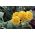 Budleja Dawida Sungold - żółte kwiaty wabiące motyle! - sadzonka C3