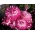 Kocanka ogrodowa, nieśmiertelnik - różowa - 1250 nasion