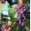 Winorośl Venus - ciemne, bezpestkowe winogrona - sadzonka P9-C2