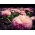 Stokrotka wielkokwiatowa różowa - Maria - 900 nasion
