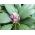 Rododendron fioletowy, wielkokwiatowy Catawbiense Grandiflorum - sadzonka w pojemniku C2-C3