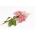 Hortensja bukietowa różowa Pink Diamond - sadzonka w pojemniku P9