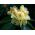 Rododendron herbaciany, wielkokwiatowy Bernstein - sadzonka w pojemniku C2-C3