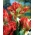 Tulipan papuzi Exotic Parrot - 5 cebulek