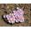 Szczawik chilijski - Oxalis Adenophylla - 5 cebulek