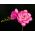 Frezja pełna o kwiatach różowych - Pink - 10 cebulek