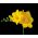 Frezja pełna o kwiatach żółtych - Yellow - 10 cebulek