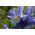 Irys holenderski - Saphire Beauty - 10 cebulek - Szafirowa piękność