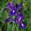 Irys holenderski Purple Sensation - 10 cebulek