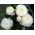Jaskier azjatycki biały - 10 cebulek