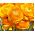 Jaskier azjatycki pomarańczowy - 10 cebulek