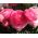 Jaskier azjatycki różowy - 10 cebulek