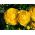 Jaskier azjatycki żółty  - 10 cebulek