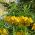 Korona cesarska żółta - Lutea Maxima - 1 cebula