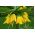 Korona cesarska żółta - Lutea Maxima - 1 cebula