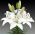 Lilia azjatycka biała - White - 1 cebula
