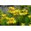 Lilia azjatycka żółta - Yellow - 1 cebula