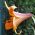 Lilia trąbkowa African Queen - 1 cebula