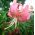 Lilia tygrysia - Pink Tiger - 1 cebula