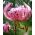 Lilia tygrysia - Pink Tiger - 1 cebula