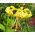 Lilia tygrysia - Yellow Tiger - 1 cebula