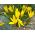Sternbergia - Żółty zimowit - 1 cebula