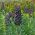 Szachownica perska czarna - Fritillaria - 1 cebulka