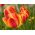 Tulipan Apeldoorn's Elite - 5 cebulek