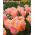 Tulipan Apricot Beauty - 5 cebulek