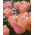 Tulipan Apricot Beauty - 5 cebulek