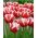 Tulipan Leen van der Mark - 5 cebulek