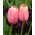 Tulipan Menton - 5 cebulek
