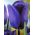 Tulipan niebieski - Blue - paczka XXL - 50 cebulek