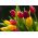 Tulipan Mix - mieszanka odmian - opak. 5 cebulek
