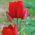Tulipan Red Georgette - 5 cebulek
