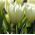 Tulipan niski White Purissima - 5 cebulek