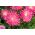 Aster chiński książęcy różowy - 500 nasion