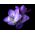 Frezja pojedyncza o niebieskich kwiatach - Blue - 10 cebulek