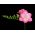 Frezja pojedyncza o kwiatach różowych - 10 cebulek